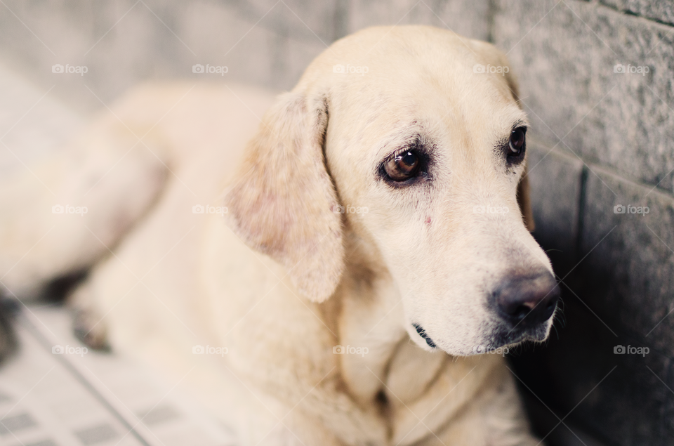 Labrador resting on the floor
