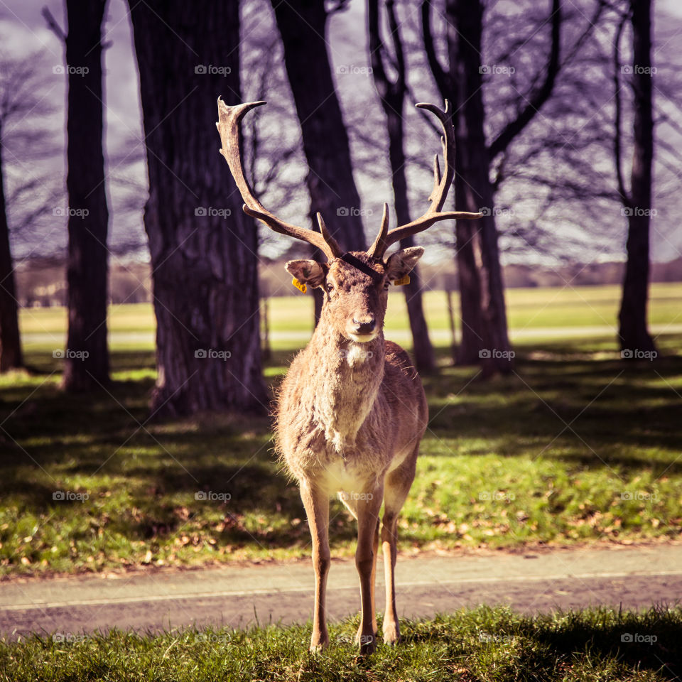 A beautiful deer in the park. Richmond park in London. Sweet animal portrait.