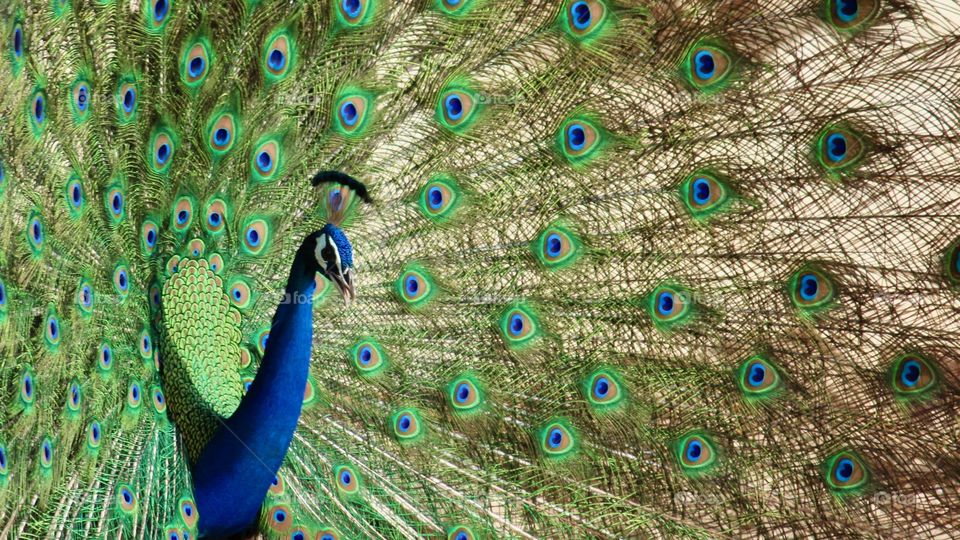 peacock dancing
