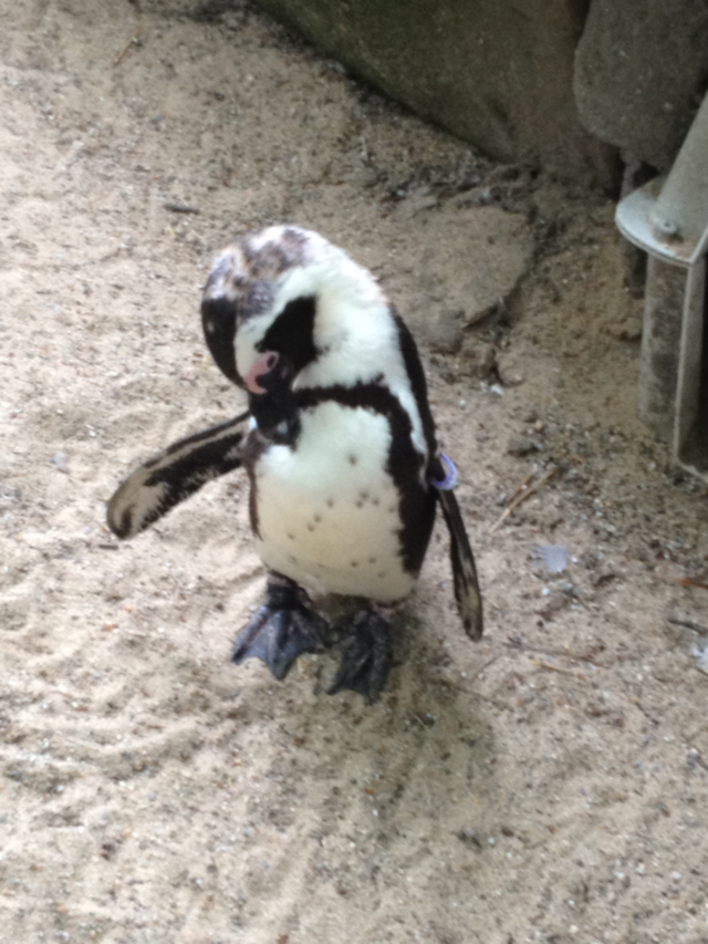 Penguin. Penguin at Amsterdam Zoo