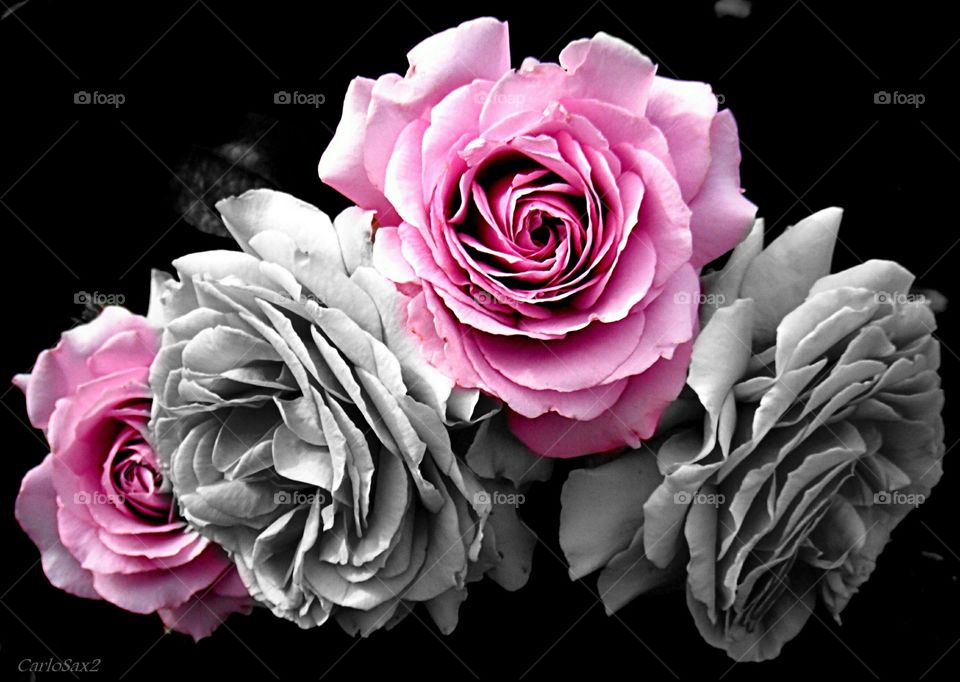 roses colors in grey