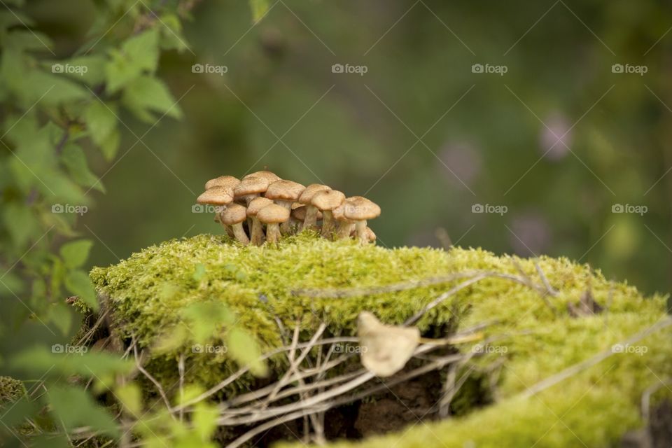 Fungus
