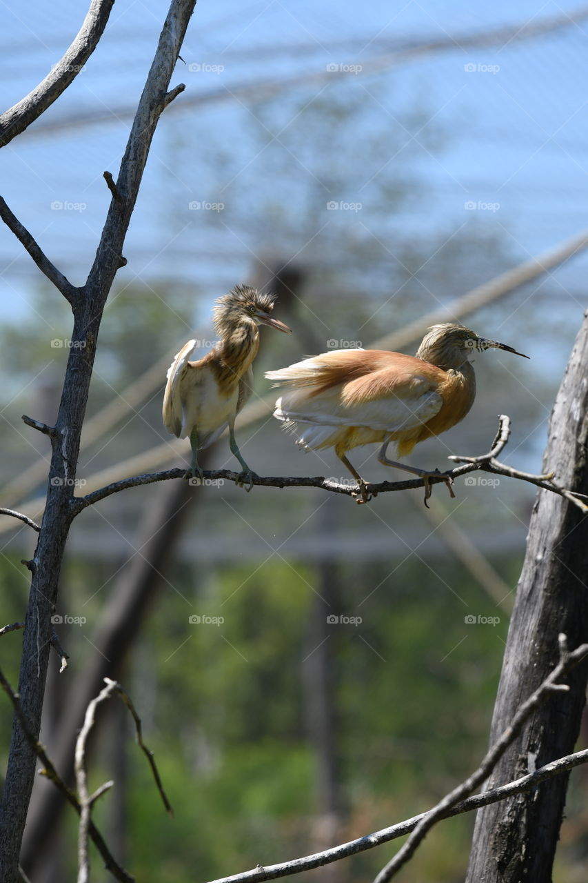 couple of birds