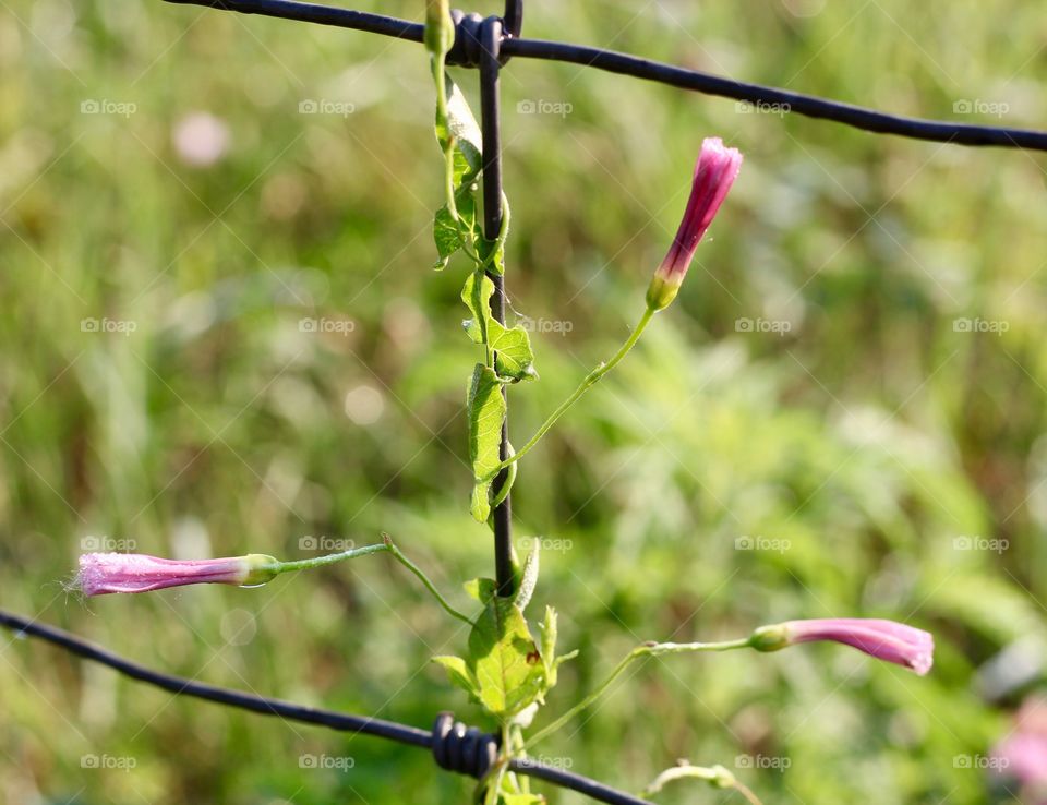 Bindweed buds entwined on a wire fence