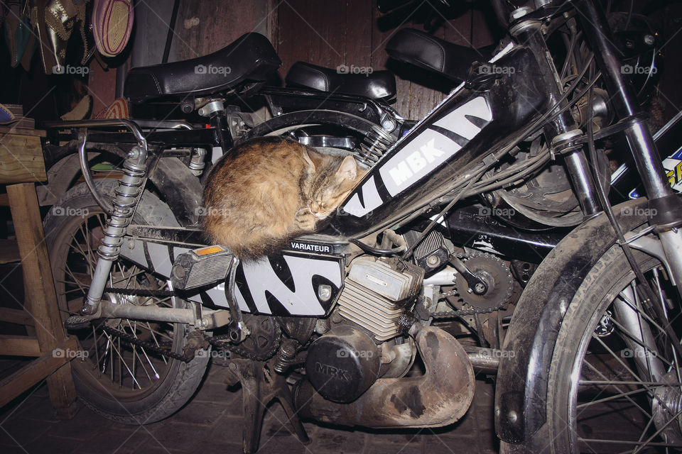 Cat sleeping on the warm motor