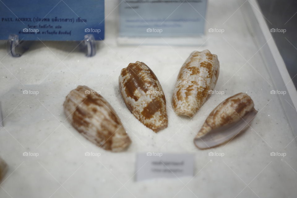 Mollusca Conus zonatus, is a species of sea snail, a marine gastropod mollusk in the family Conidae, the cone snails and their allies. Like all species within the genus Conus, these snails are predatory and venomous. 