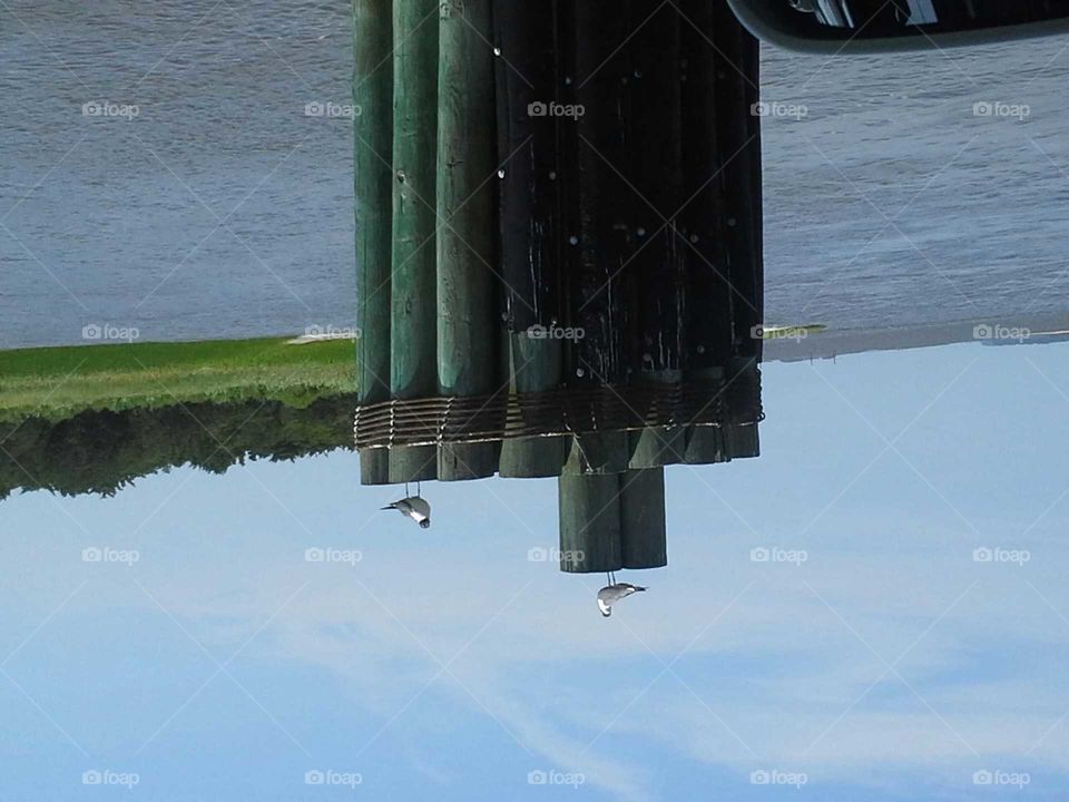 Just Hanging with the Gulls