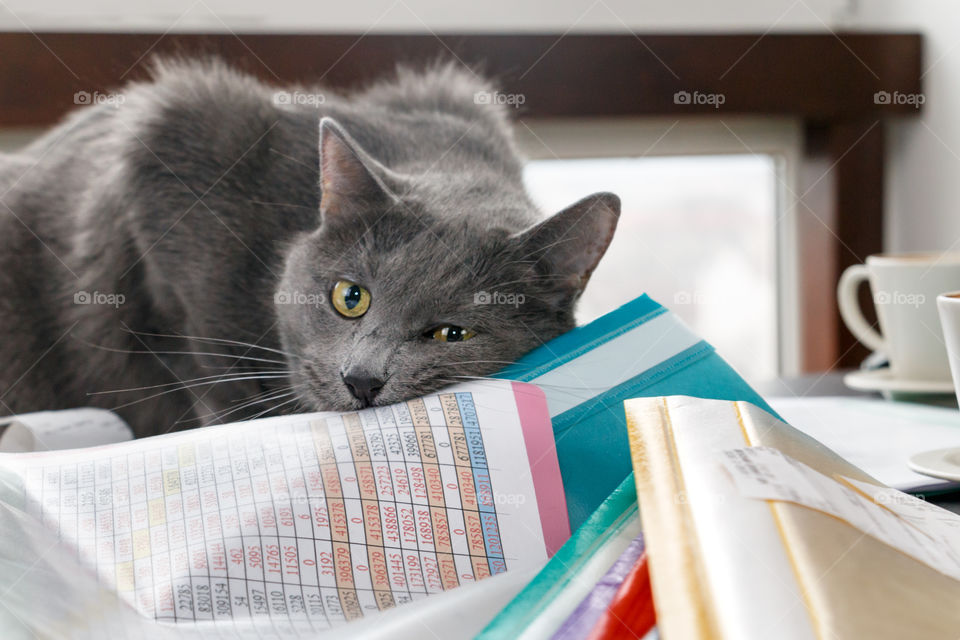 cat on the messy desk