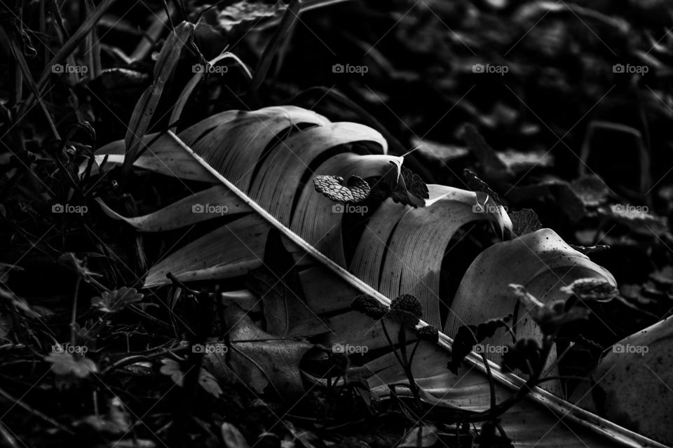 black and white photo of a feather laying in the dirt next to grass and leafs