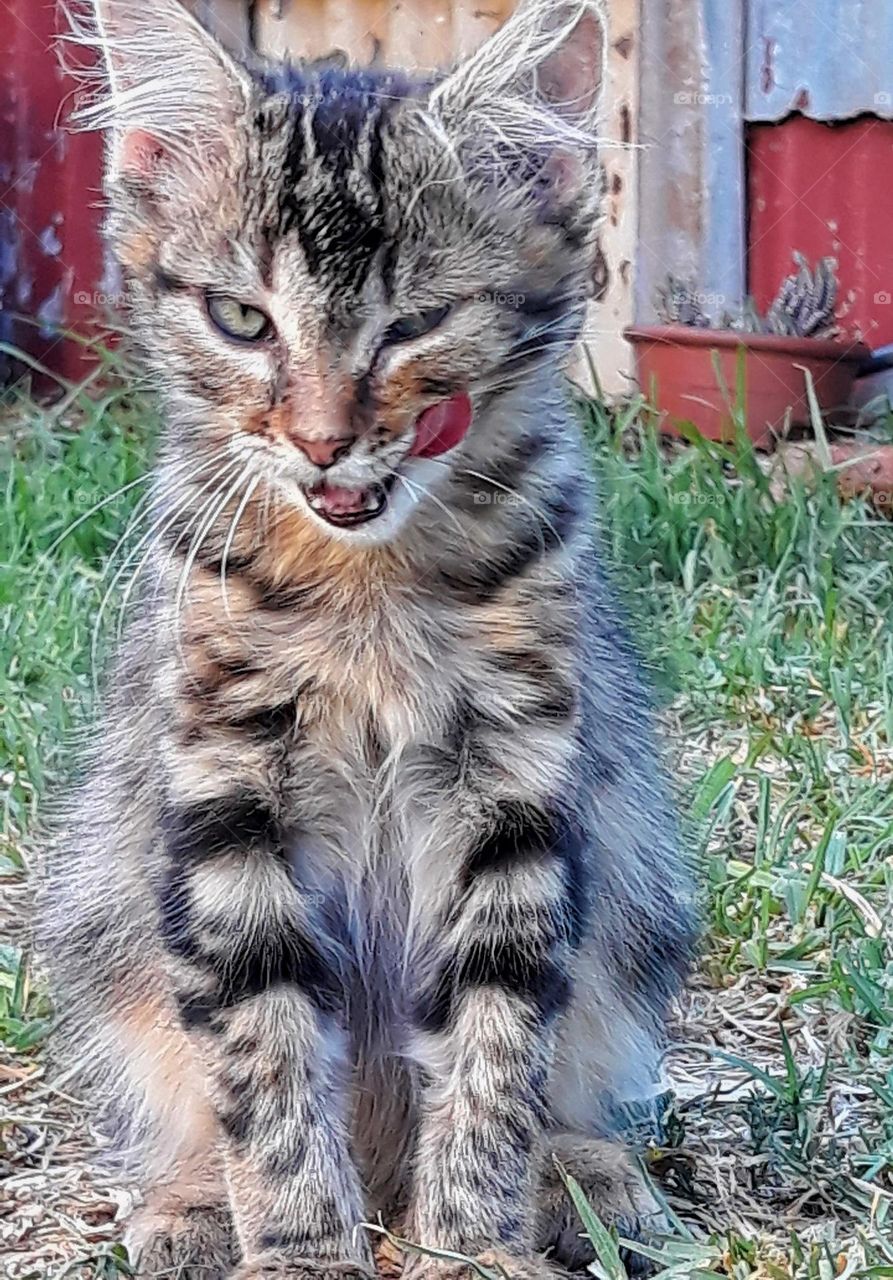 A Tabby cat licking it's lips