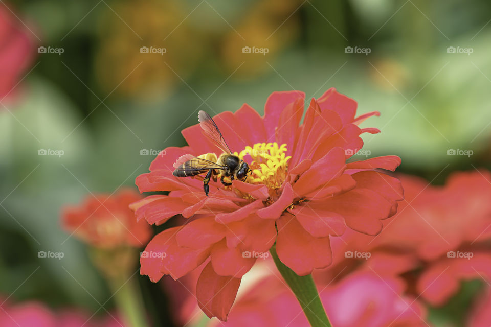 Bee on Pink Zinnia Bright colors attract insects.