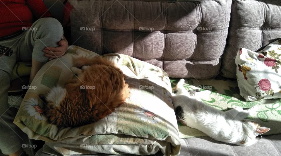 two cats pet sleeping home on a sofa in the sunlight in the room and person