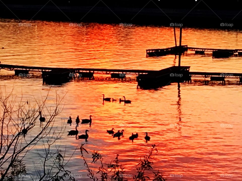 Ducks in the sunset