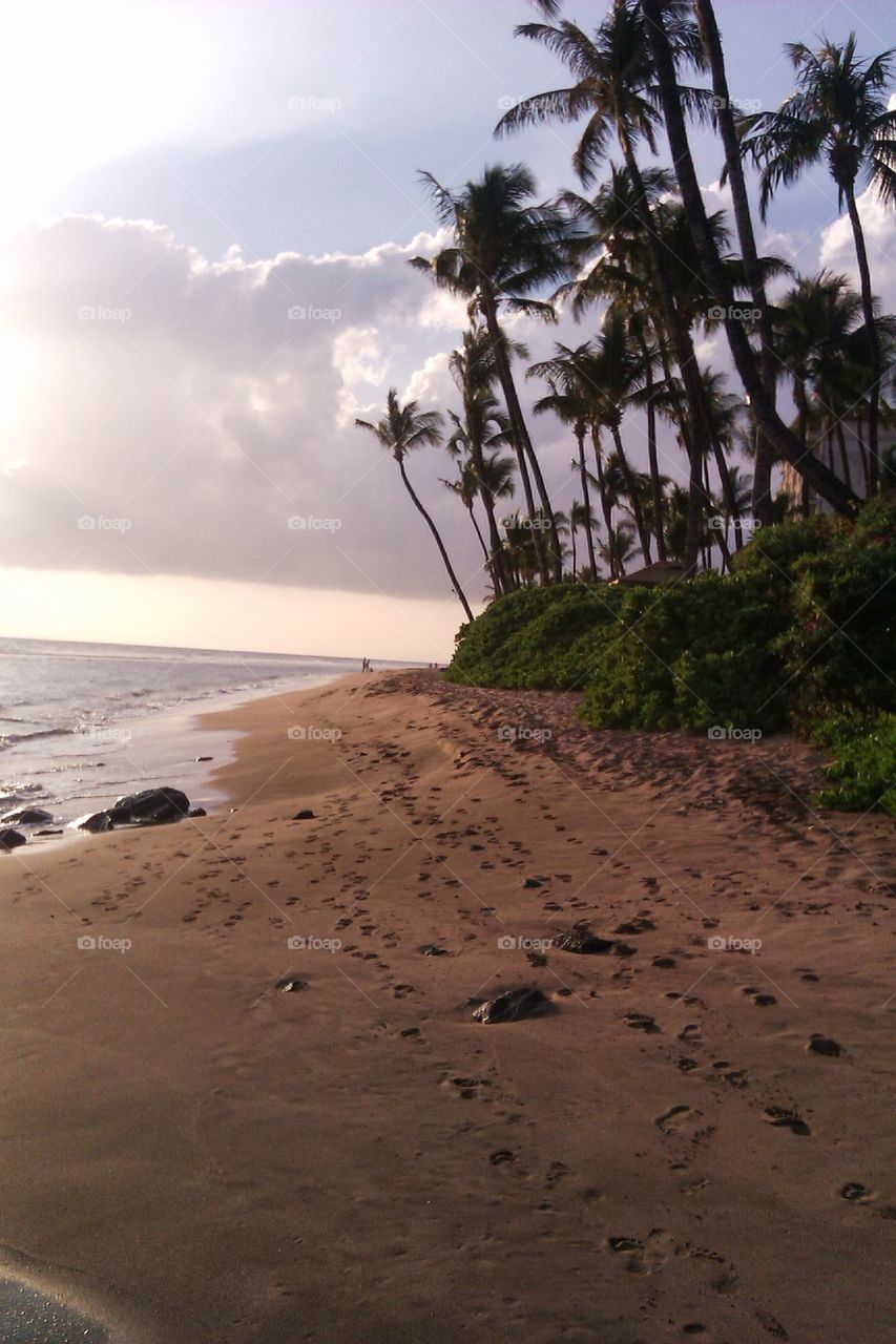 Hawaiian palms on the beach