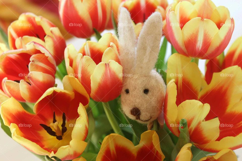easter bunny between yellow and red tulips