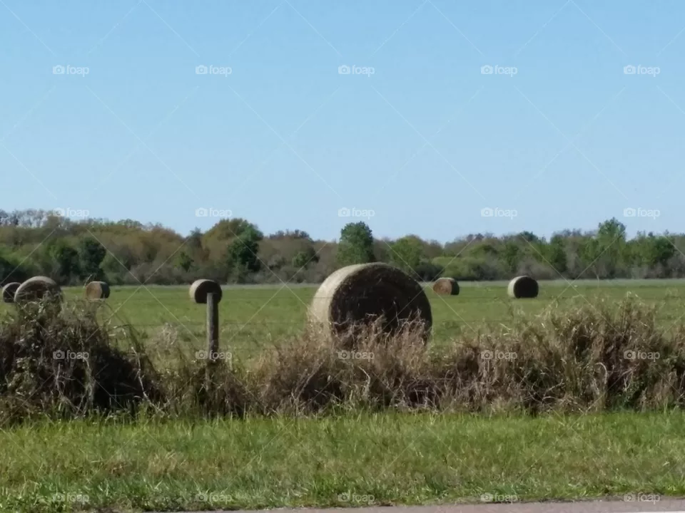Hay