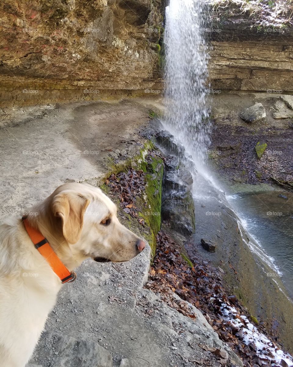 Waterfall Dog