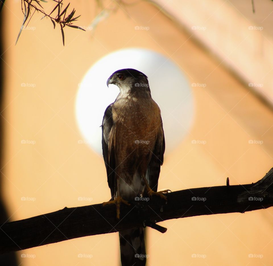 a hawk hiding on the shadow of the branches