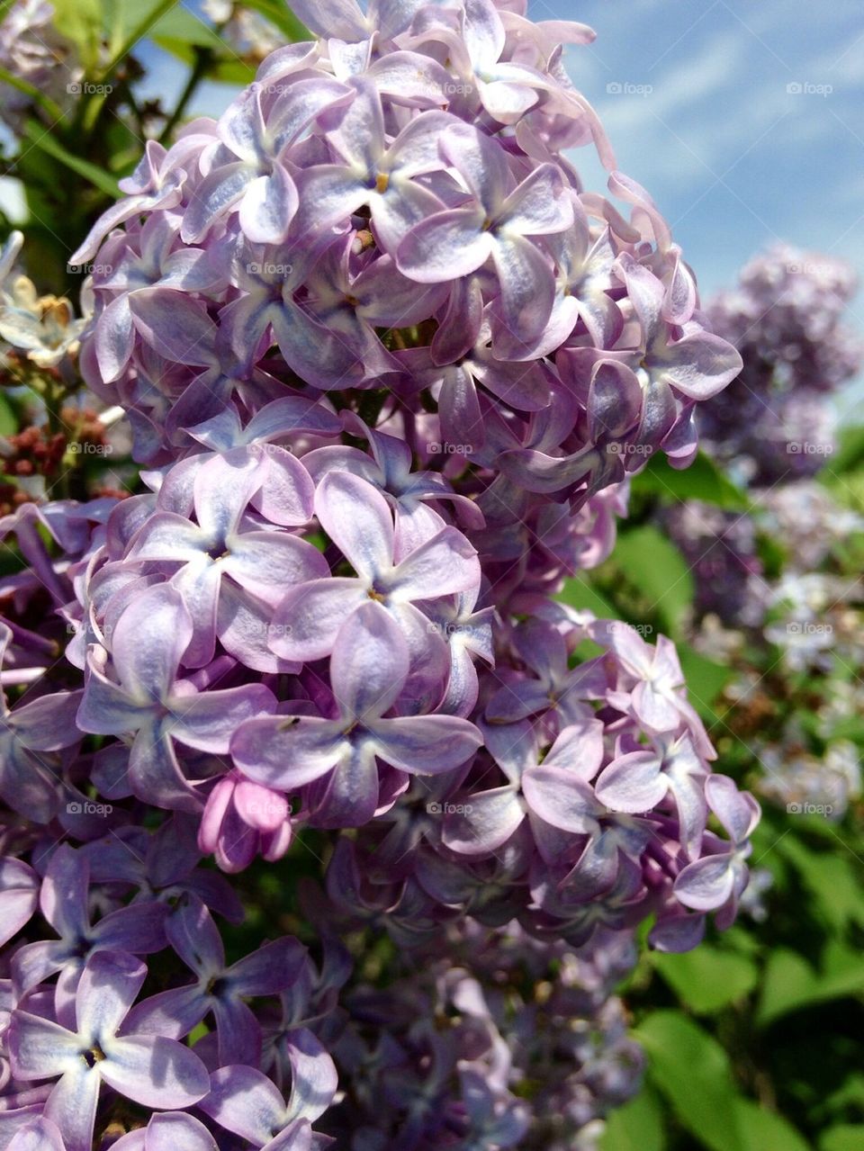 Sweet Lilacs