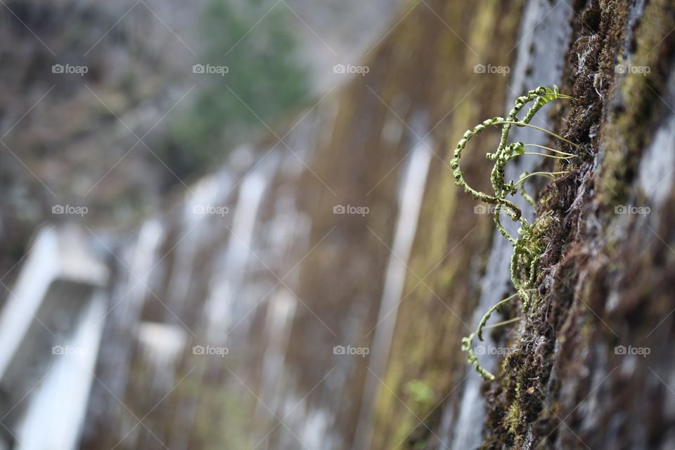 Moss growing on a levy in Austria.