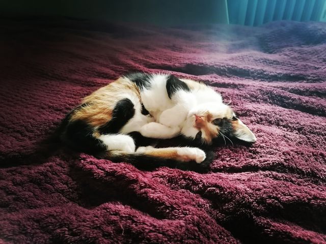 Sleepy kitty