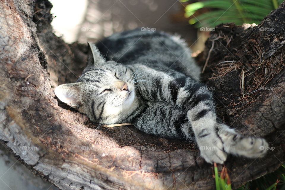 Found this silly kitty resting in a fallen tree trunk. He looks pretty relaxed and comfortable 