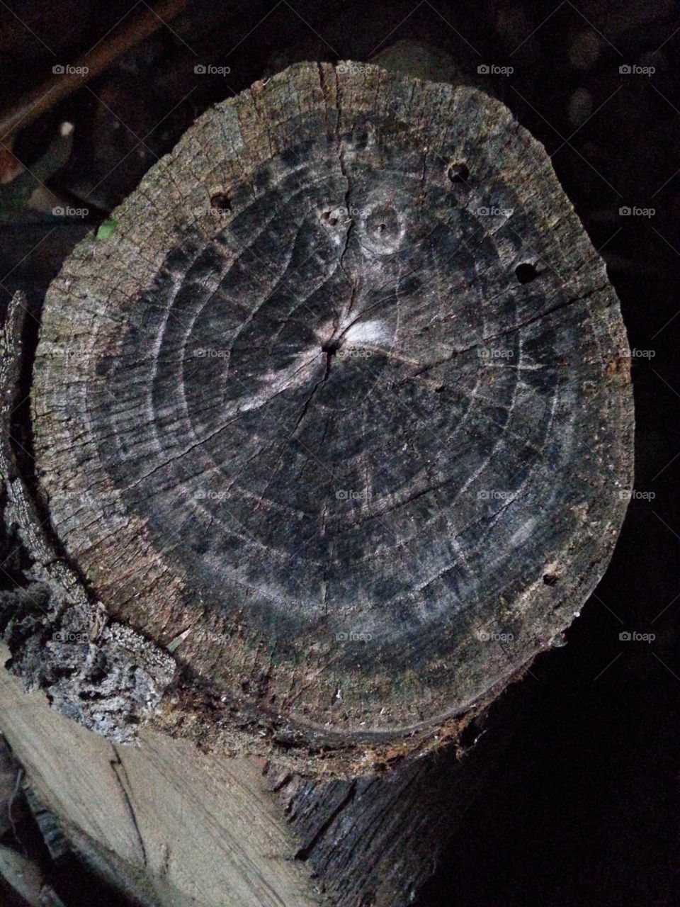 the old tree rings