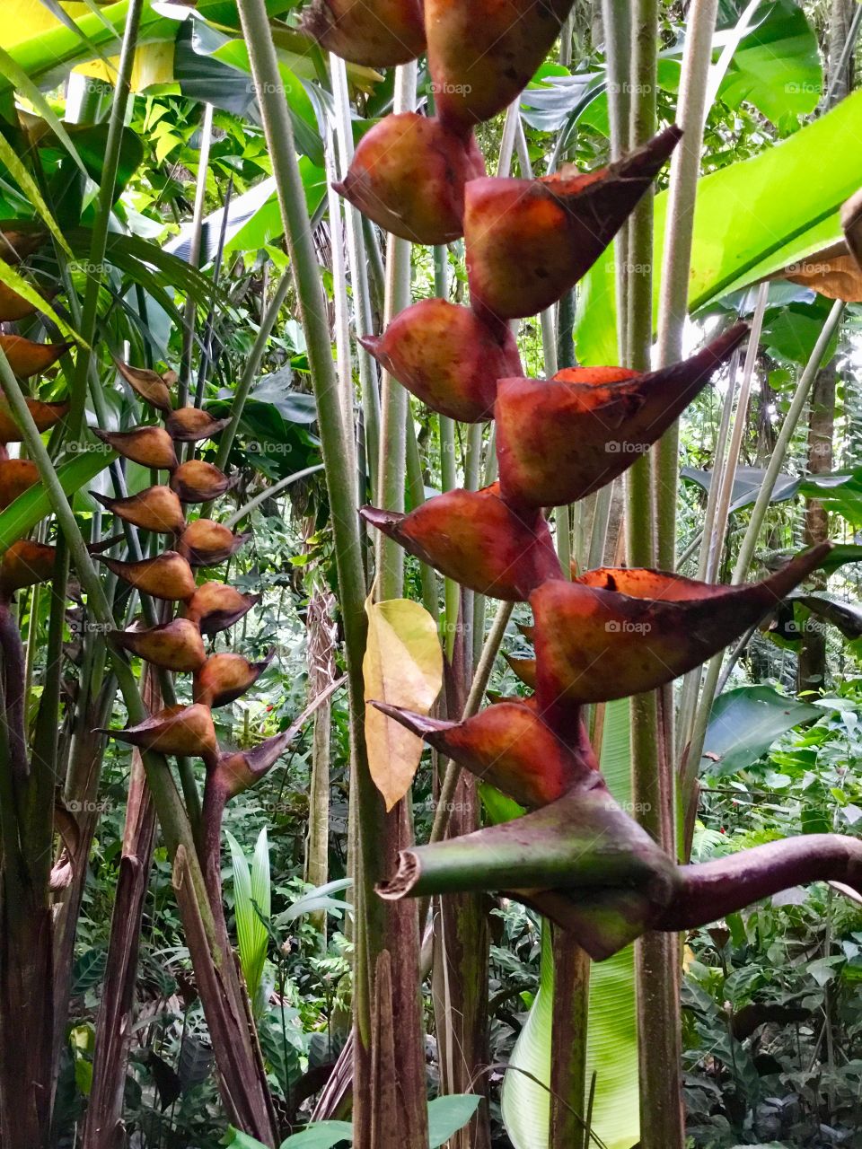 Lobster claws at Hawaii Tropical Botanical Garden