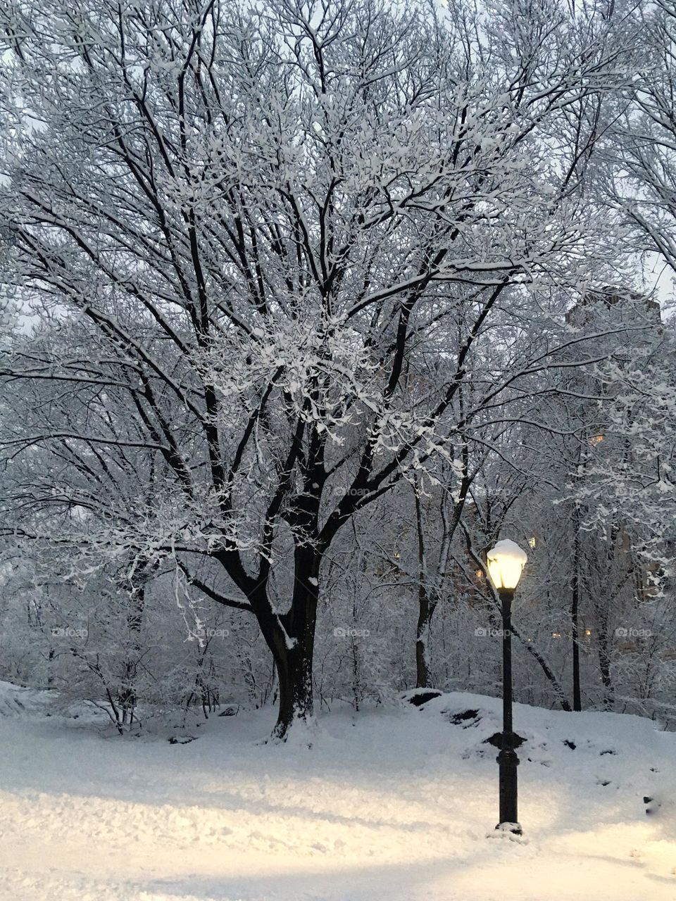 Trees full of snow and the lamp post.