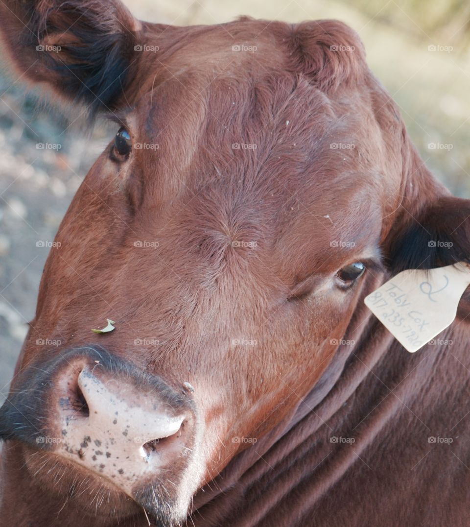 Red Angus cow. 