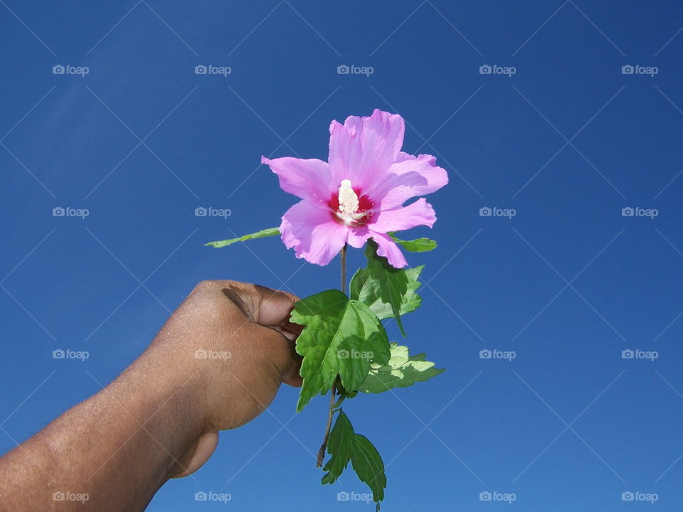 Blue sky flower. enjoying a beautiful day outside