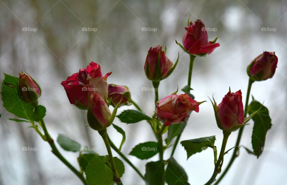 Flower, Nature, Rose, Leaf, No Person