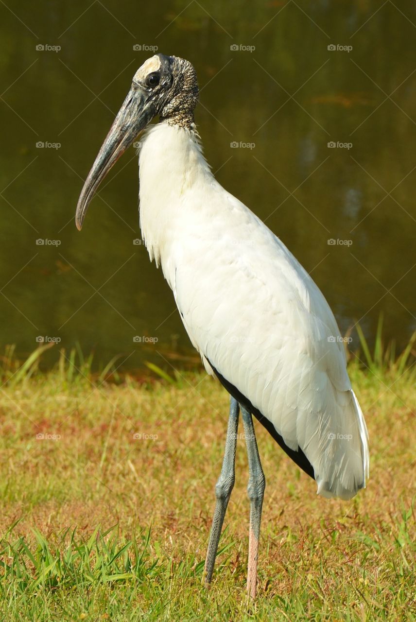 Close-up of a wood stork on grass