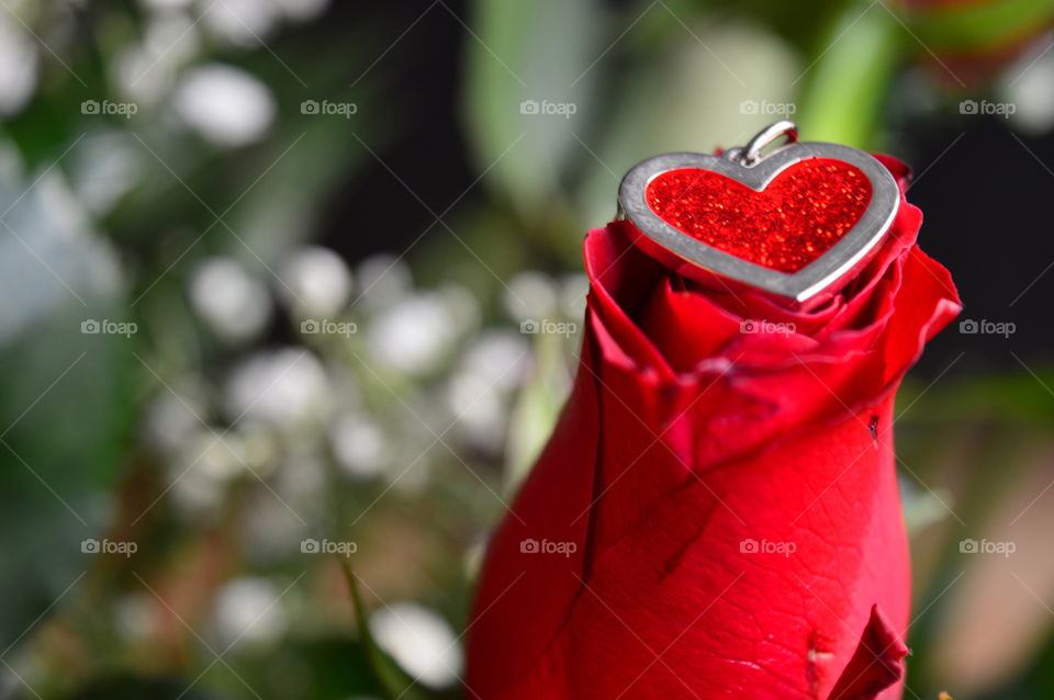 Red roses on Valentine's Day