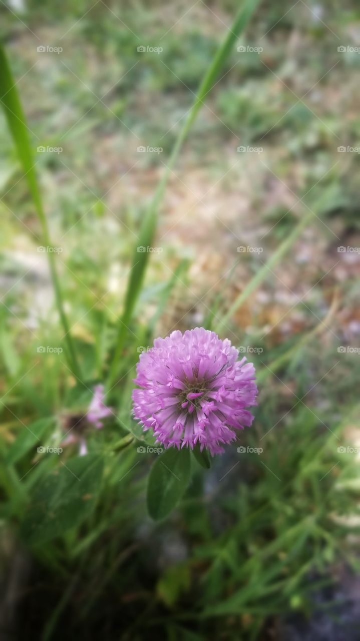 Purple clover close up