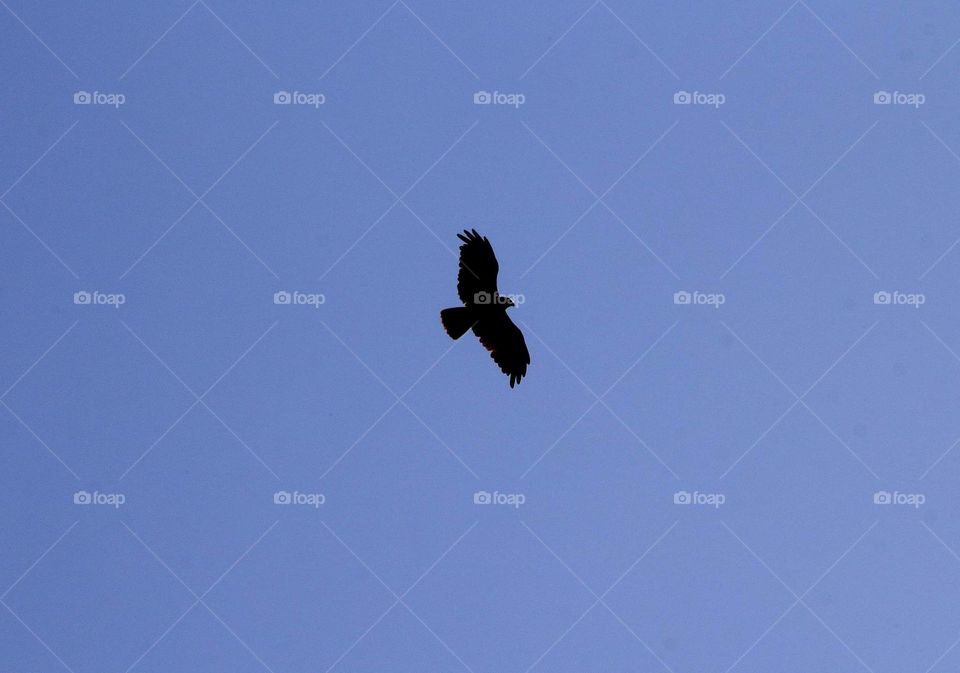 Brahminy Kite. Silhoutte bird of eagle. Soaring at the sky above for interest patrol with the mangrofe and fish pound (tambak)