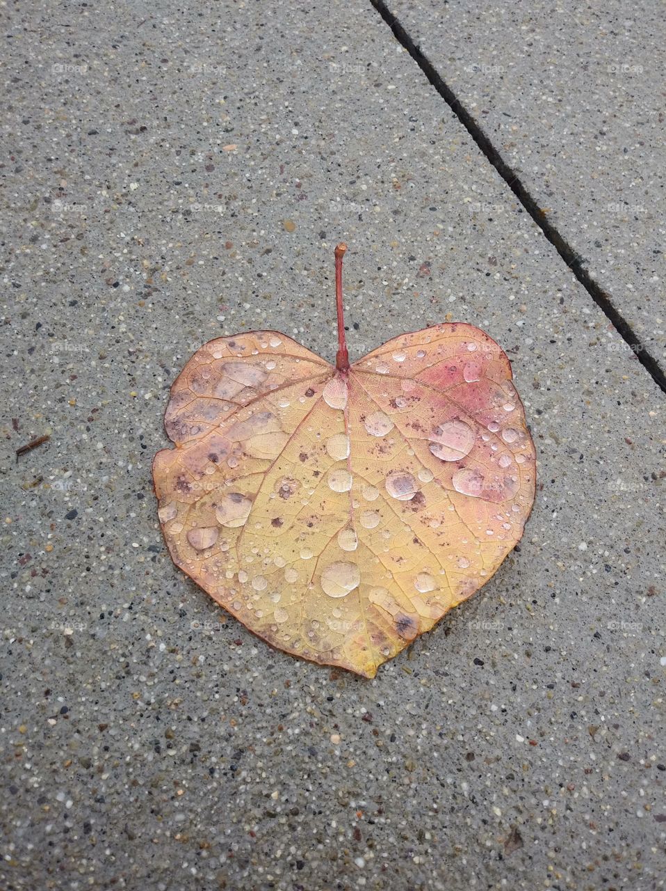 Leaf with rain