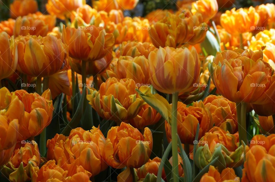 Blooming orange flowers