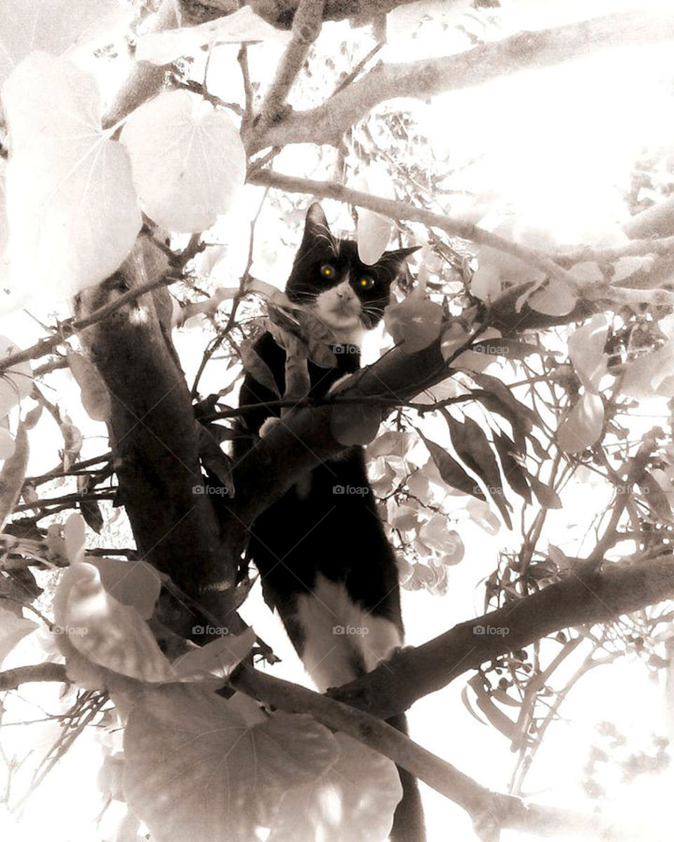 Cat in black and white