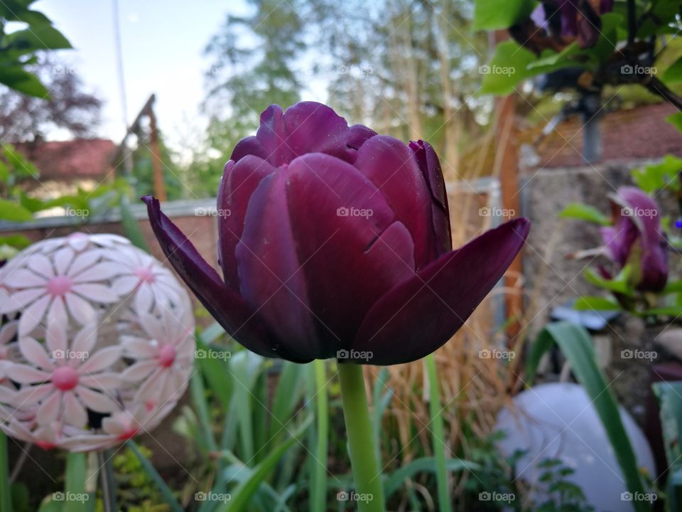 violet tulip head
