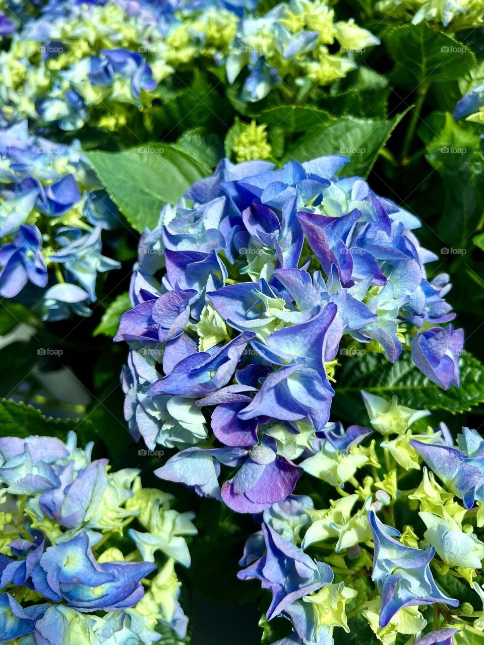 Hydrangea macrophylla High River