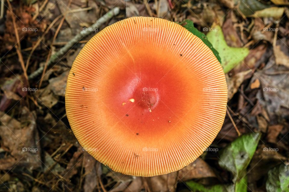 Top view of a fully open perfectly round American Caesar’s mushroom (Amanita jacksonii) at Yates Mill County Park in Raleigh North Carolina. 