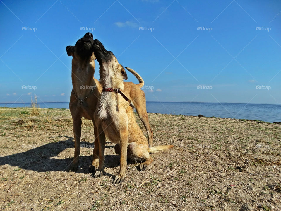 Dogs shepherd malinois