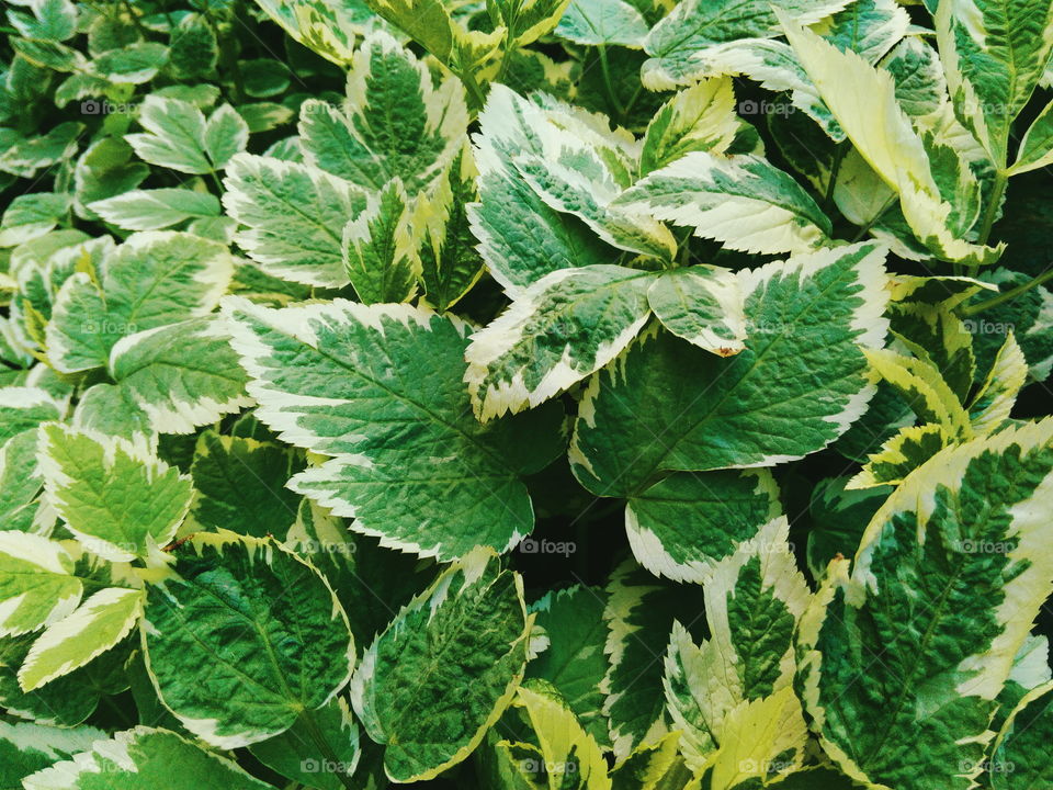 Texture of green leaves