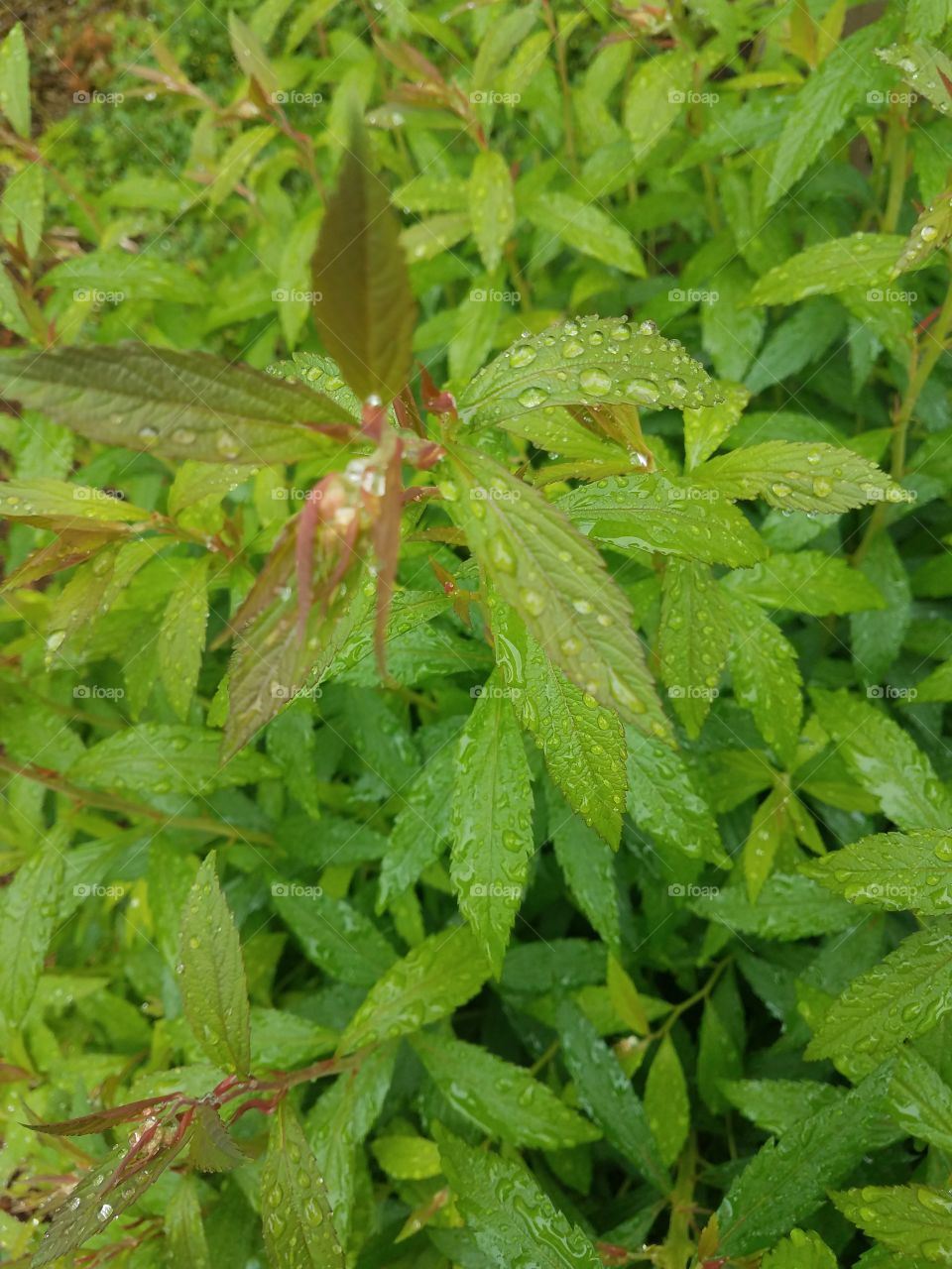 Rain Green leaf