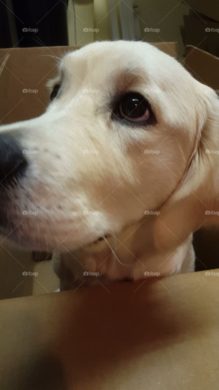 Cute Golden Retriever Puppy Begging