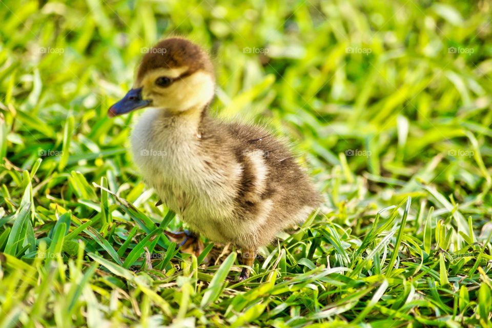 A Muscovy Duckling