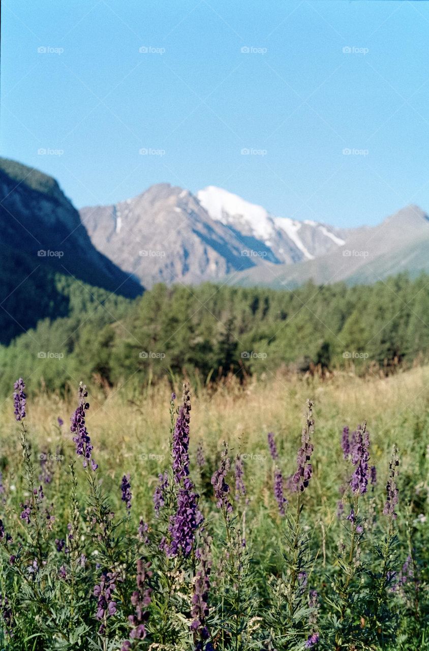 Lavender flowers on the foreground and mountain in the background 