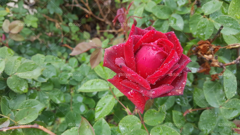 Morning rain/dew, is just to give nature a good wash of what we do to it everyday.