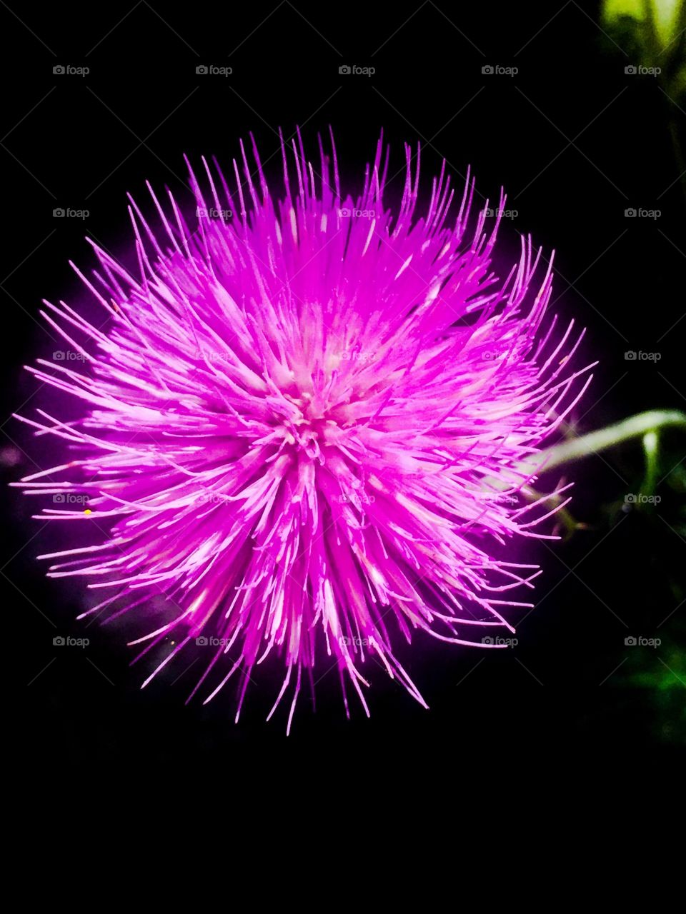 Purple Thistle
